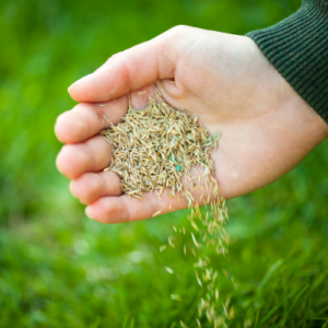 Fescue overseeding for a thicker Georgia lawn