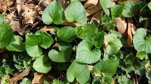 Spot treats weeds in green grass - Absolute Green Landscaping