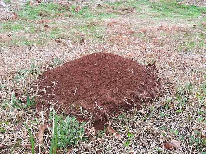 Fire ant hill in a North Georgia lawn treated by Absolute Green