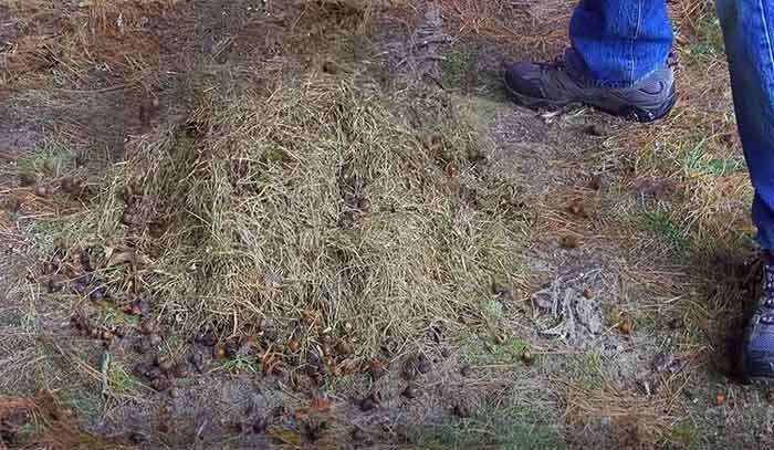 Dethatching best practices for Georgia lawns